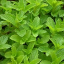 Peppermint essential oil