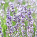 True lavender essential oil