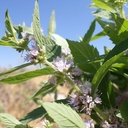 Wild mint essential oil