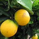 Sweet Orange essential oil