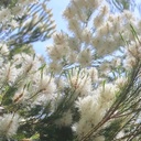 Tea tree essential oil