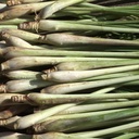 Java Citronella essential oil