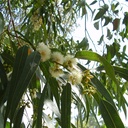 Eucalyptus Globulus essential oil