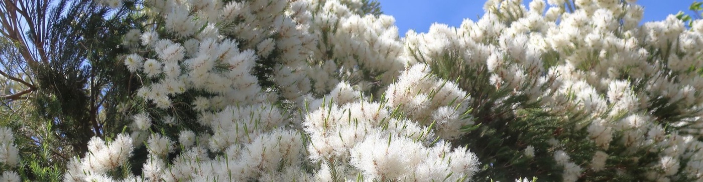 Tea tree in bloom