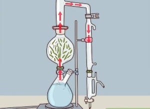Distillating tea tree oil