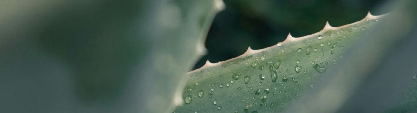 Aloe Vera leaf
