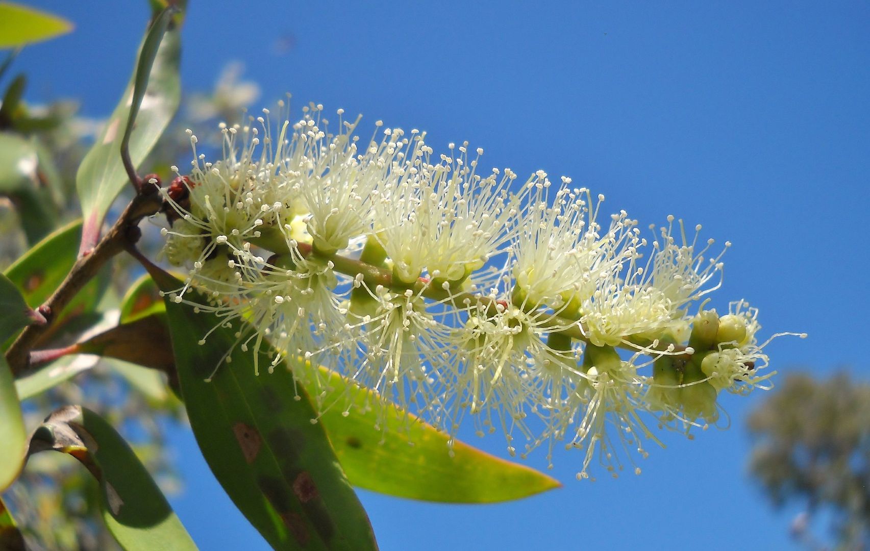 Niaouli essential oil