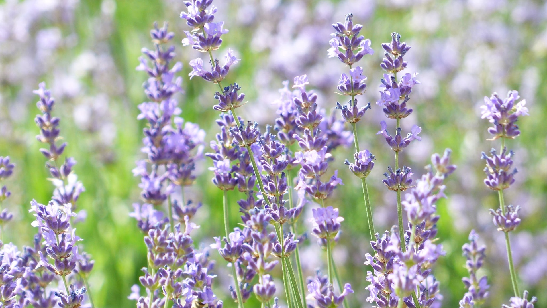 True lavender essential oil