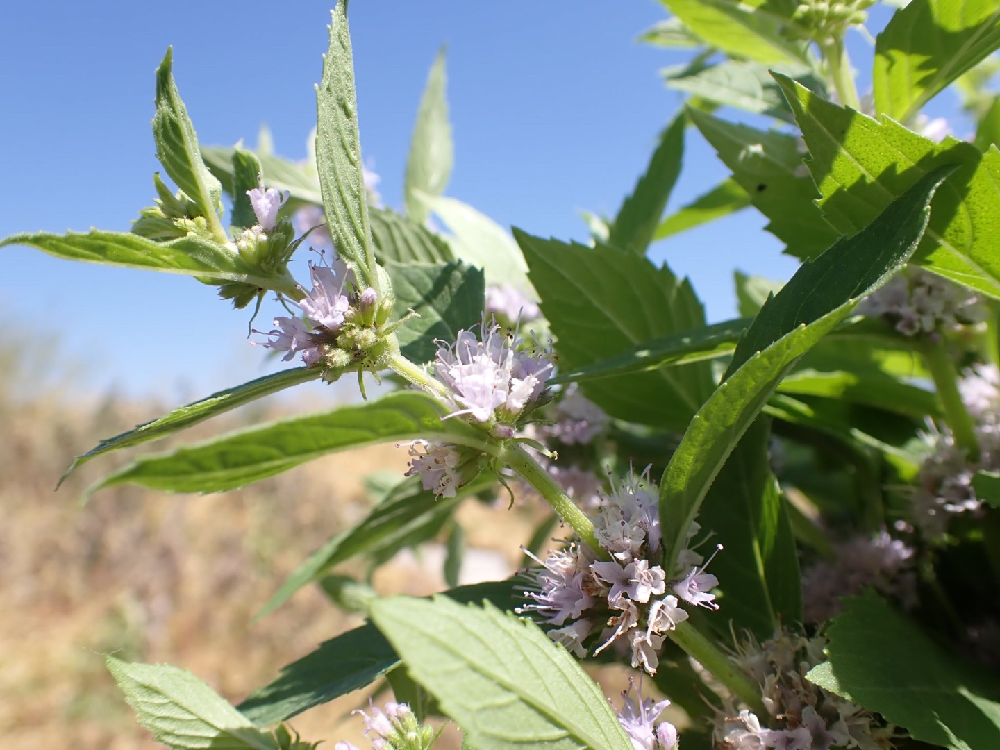 Wild mint essential oil