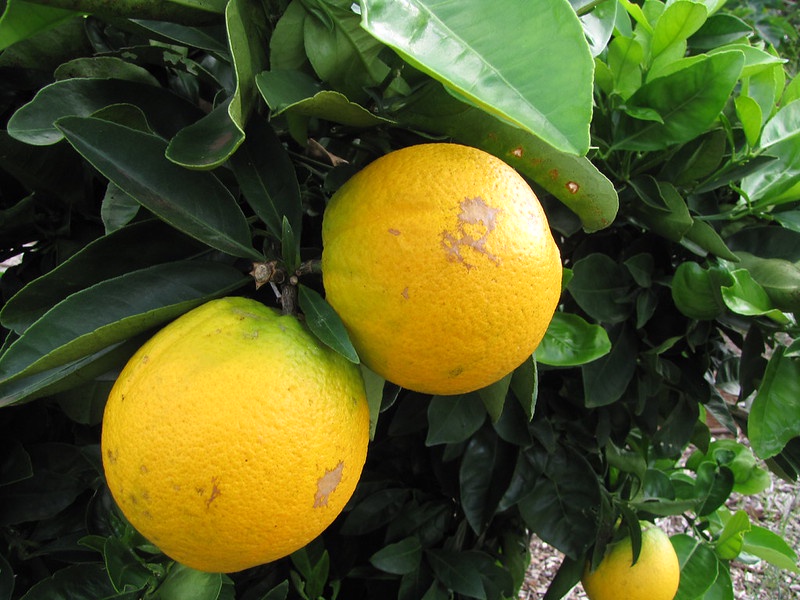 Sweet Orange essential oil