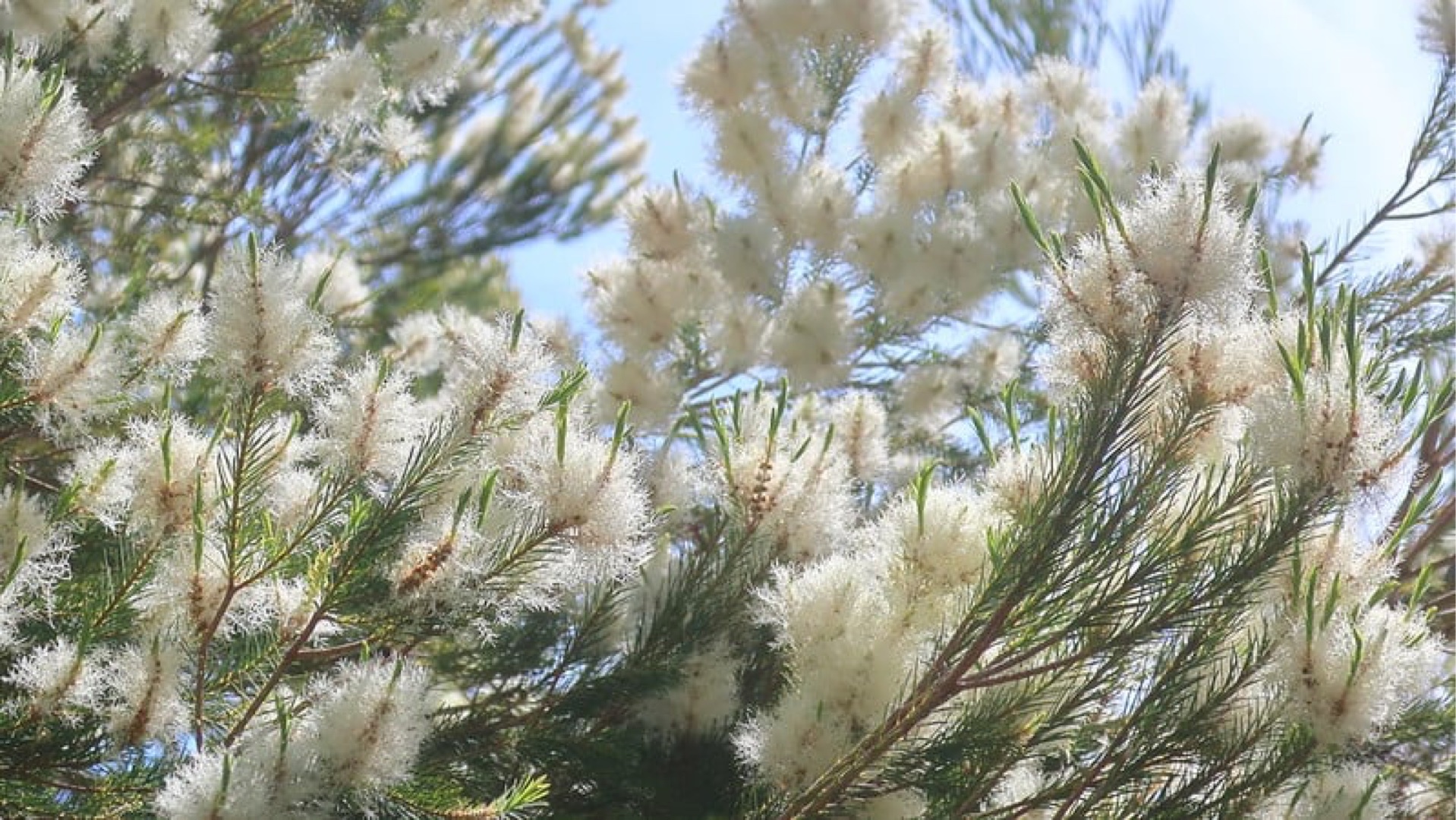 Tea tree essential oil