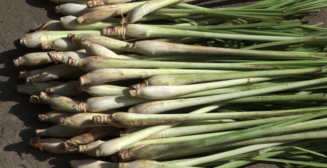 Java Citronella essential oil