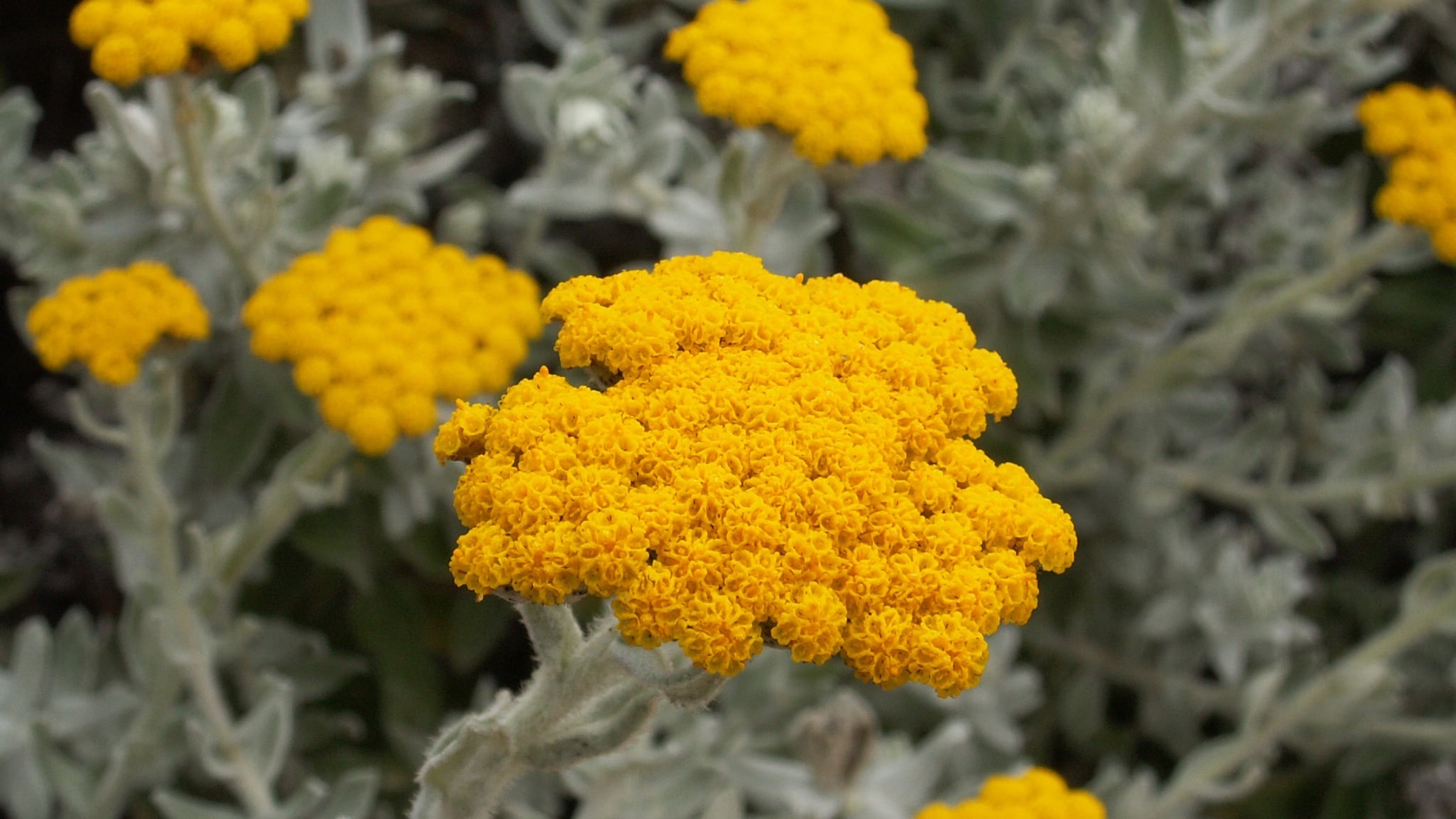 Helichrysum Italicum hydrosol