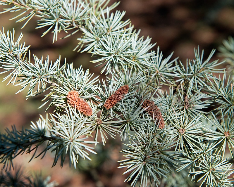 Cedarwood Atlas essential oil