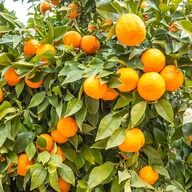 Sweet Orange Essential Oil