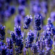 True Lavender Essential Oil