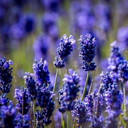 True Lavender Essential Oil