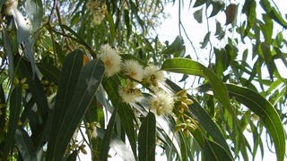 Eucalyptus Globulus essential oil