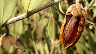 Jojoba Oil