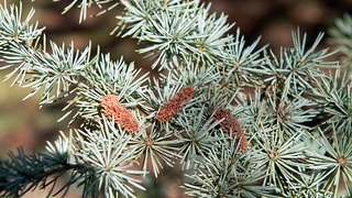 Cedarwood Atlas essential oil