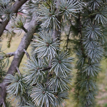 Cedarwood Atlas Essential Oil