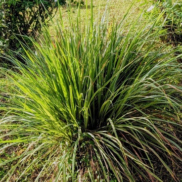 Java Citronella Essential Oil