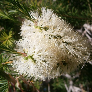 Tea Tree Essential Oil