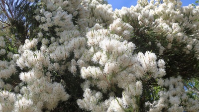 Tea Tree Oil: Myth or Real Anti-Acne Solution?
