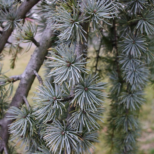 Cedarwood Atlas Essential Oil