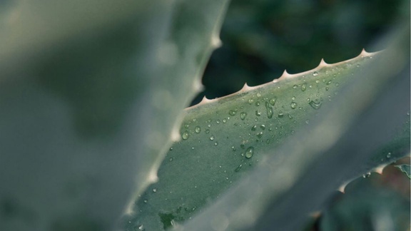 Aloe Vera : the benefits