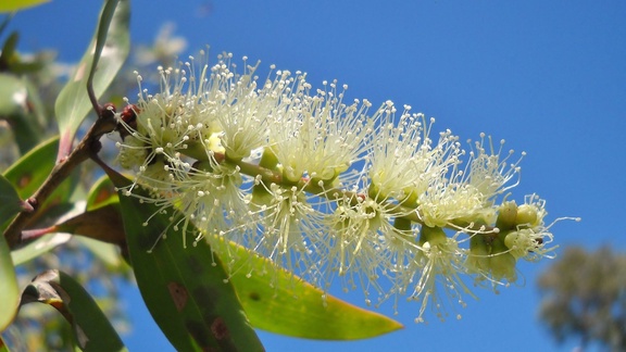 Niaouli essential oil