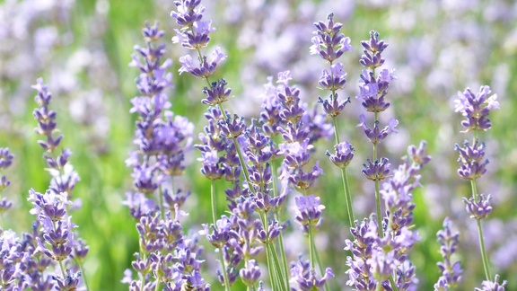 True lavender essential oil