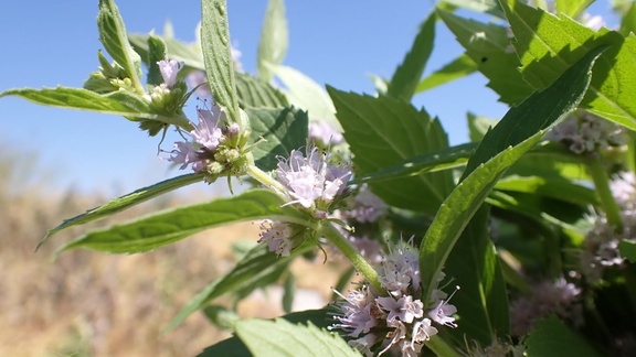 Wild mint essential oil