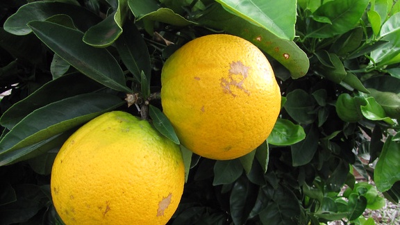 Sweet Orange essential oil