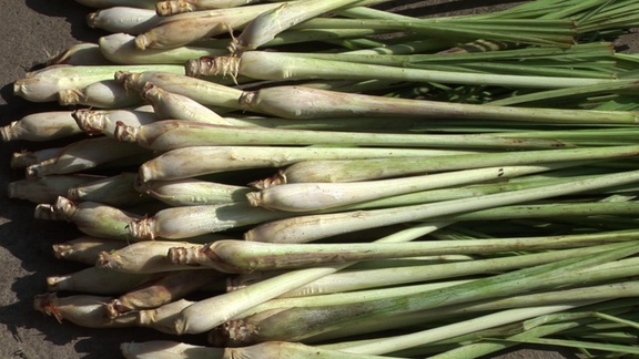 Java Citronella essential oil