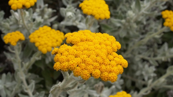 Helichrysum Italicum hydrosol