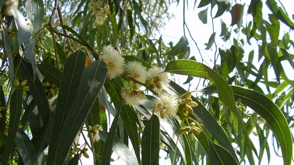 Eucalyptus Globulus essential oil