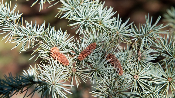 Cedarwood Atlas essential oil