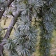 Cedarwood Atlas Essential Oil