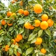 Sweet Orange Essential Oil