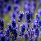 True Lavender Essential Oil