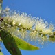 Niaouli Essential Oil
