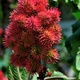 Castor Oil