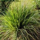 Java Citronella Essential Oil