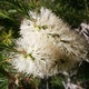 Tea Tree Essential Oil