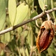 Jojoba Oil