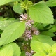 Cornmint Essential Oil